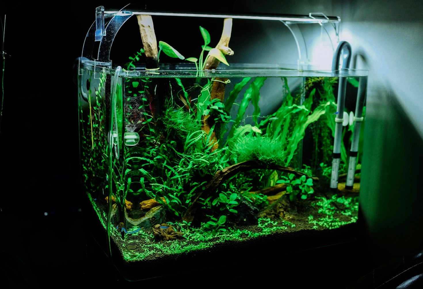 De meest populaire aquariumvissen voor beginners