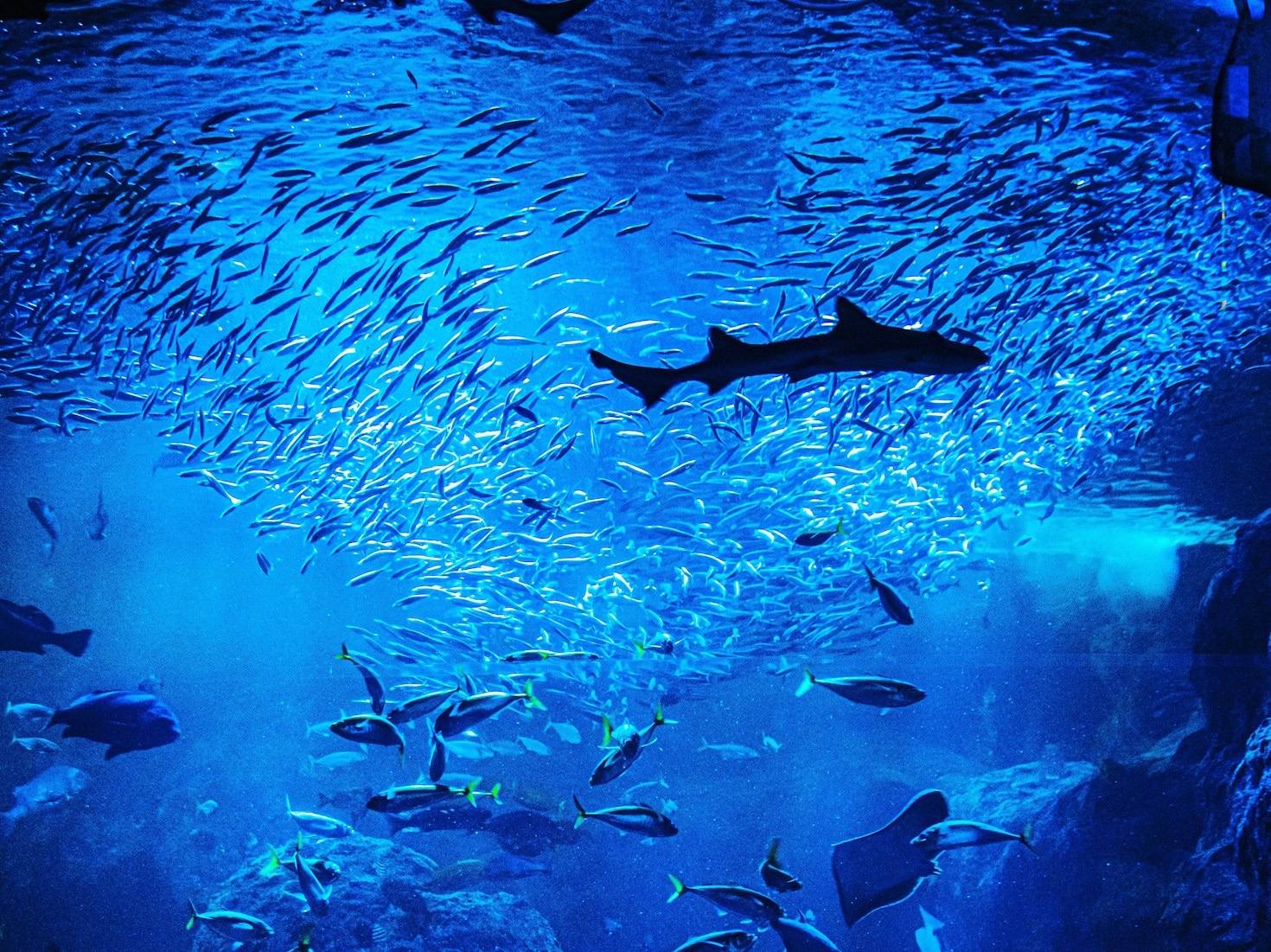 Tips voor het onderhouden van een gezond aquarium