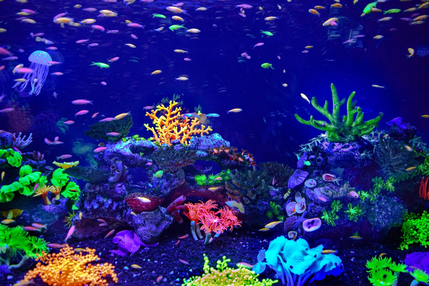 Een kleurrijke onderwaterwereld creëren: ideeën en inspiratie